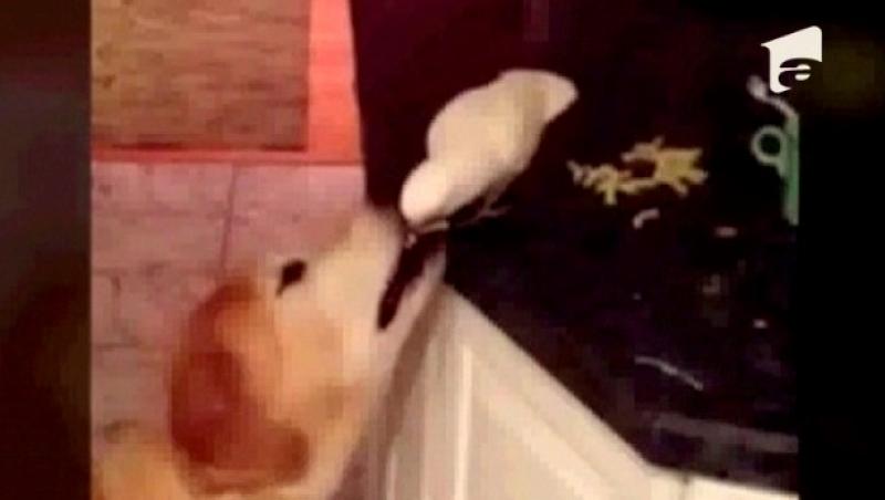 RAZI DE MORI: Un papagal hraneste un caine cu chipsuri!