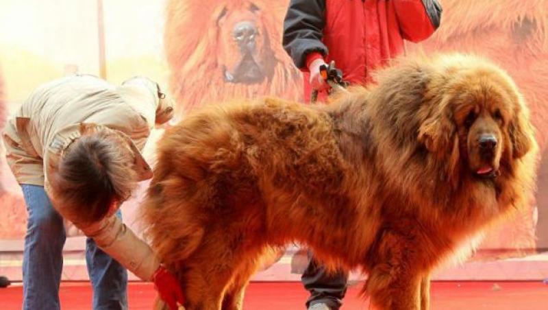 Un Mastiff Tibetan, cel mai scump caine din lume!