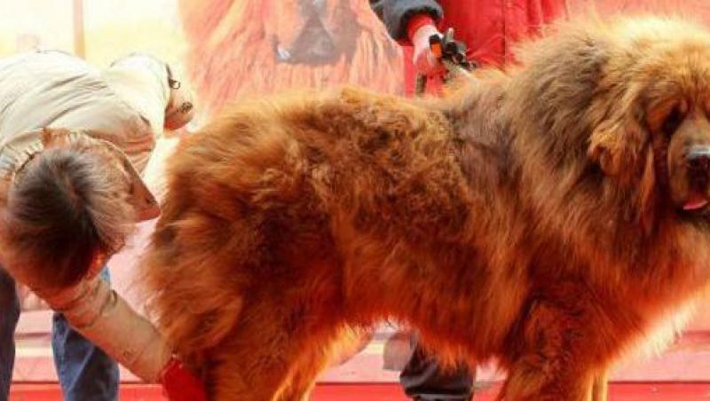 Un Mastiff Tibetan, cel mai scump caine din lume!
