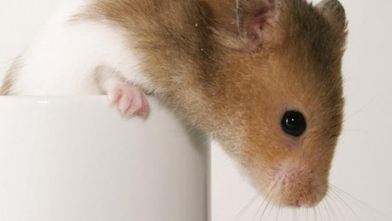 VIDEO! Vezi hamsterul pasionat de breakdance!