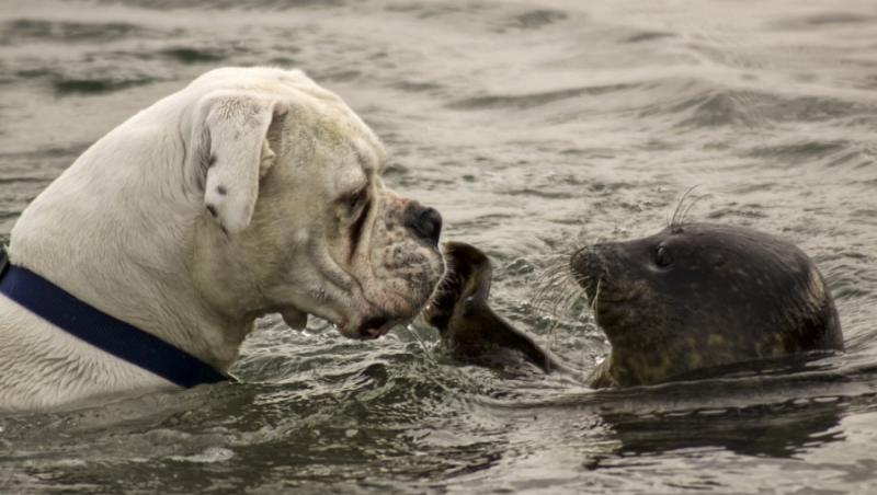 FOTO! Animale dragalase: Vezi cum se joaca un caine cu o foca!