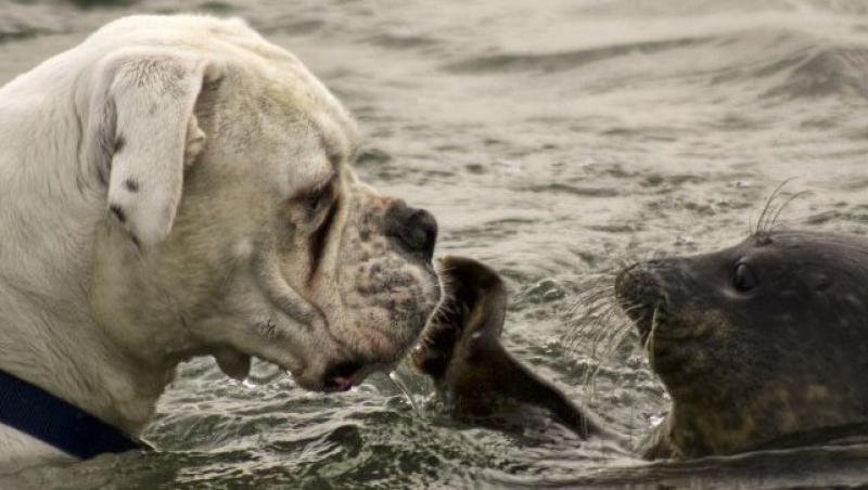 FOTO! Animale dragalase: Vezi cum se joaca un caine cu o foca!