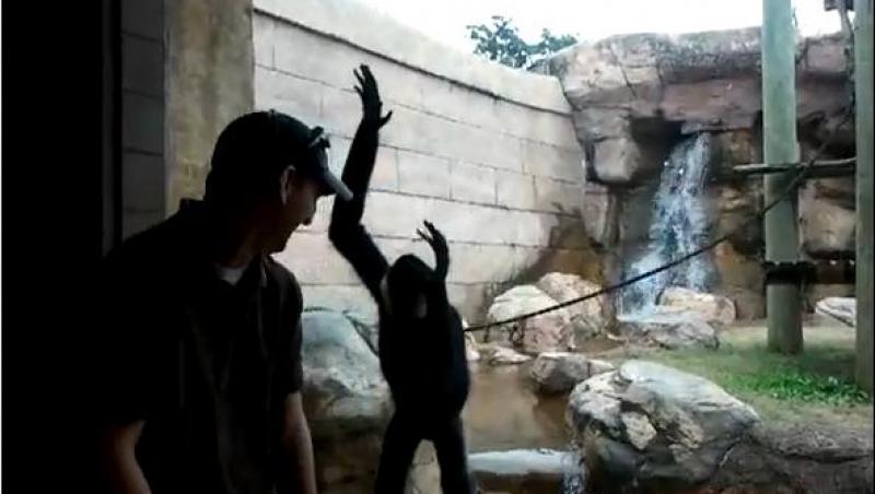 FOTO! O maimuta geloasa ataca un vizitator de la ZOO