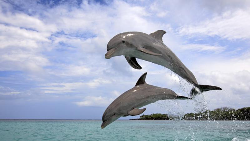 Delfinii, pe locul 2 la inteligenta, dupa oameni