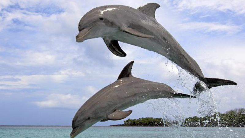 Delfinii, pe locul 2 la inteligenta, dupa oameni