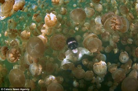 Insula Palau, destinatia in care poti inota alturi de opt milioane de meduze
