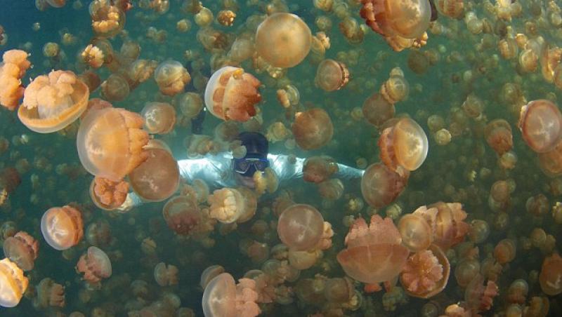 Insula Palau, destinatia in care poti inota alturi de opt milioane de meduze