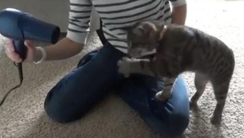 VIDEO! Sursa inedita de distractie pentru o pisicuta