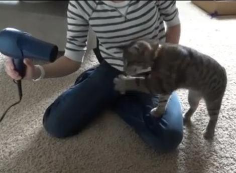 VIDEO! Sursa inedita de distractie pentru o pisicuta