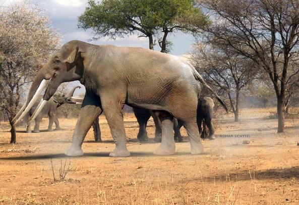 Amprentele unor elefanti, vechi de 7 milioane de ani, descoperite in Emiratele Arabe Unite