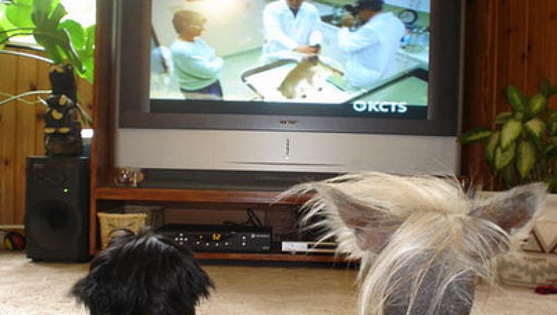 A fost lansata prima televiziune pentru caini din lume!