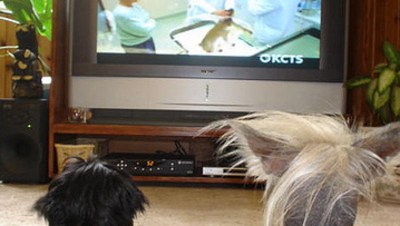 A fost lansata prima televiziune pentru caini din lume!