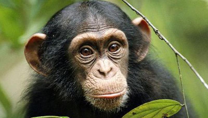 VIDEO! In SUA s-a nascut un pui de cimpanzeu, desi toti masculii erau sterilizati