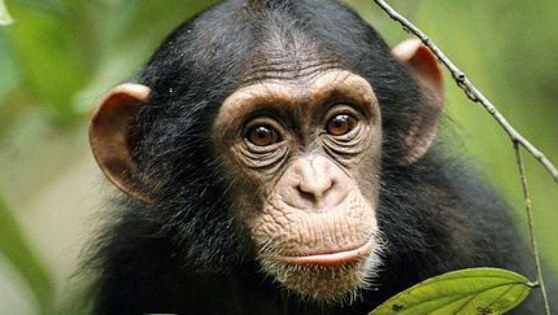 VIDEO! In SUA s-a nascut un pui de cimpanzeu, desi toti masculii erau sterilizati