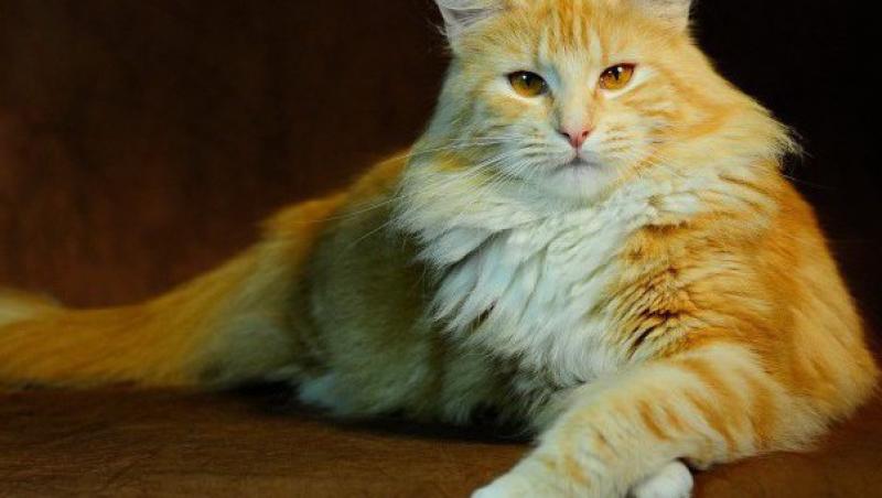 O pisica i-a salvat viata stapanei imediat dupa ce a fost adoptata