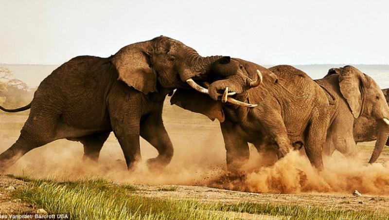 FOTO! Lupta pentru suprematie intre elefanti