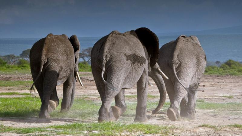 FOTO! Lupta pentru suprematie intre elefanti