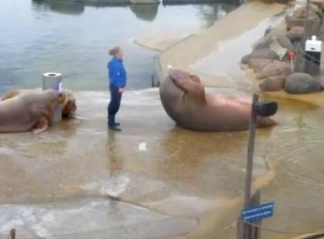 VIDEO! Vezi elefantul de mare care face abdomene!