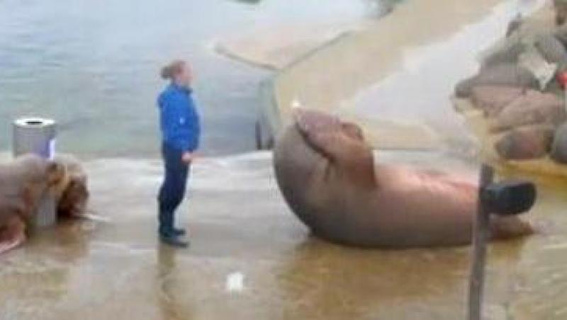VIDEO! Vezi elefantul de mare care face abdomene!