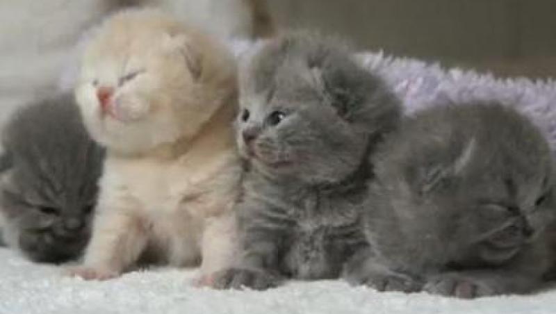 VIDEO! Vezi cum reactioneaza pisicile cand se trezesc din somn!