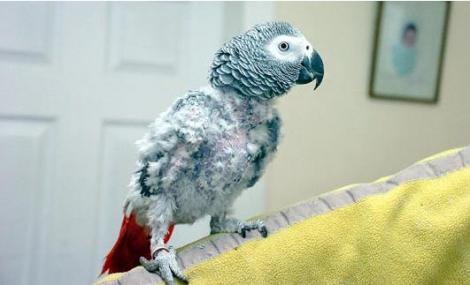 Un papagal si-a pierdut penele din cauza stresului