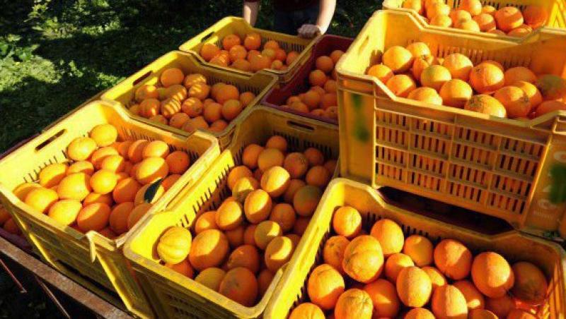 Portocalele si grapefruit-ul reduc riscul de accidente vasculare