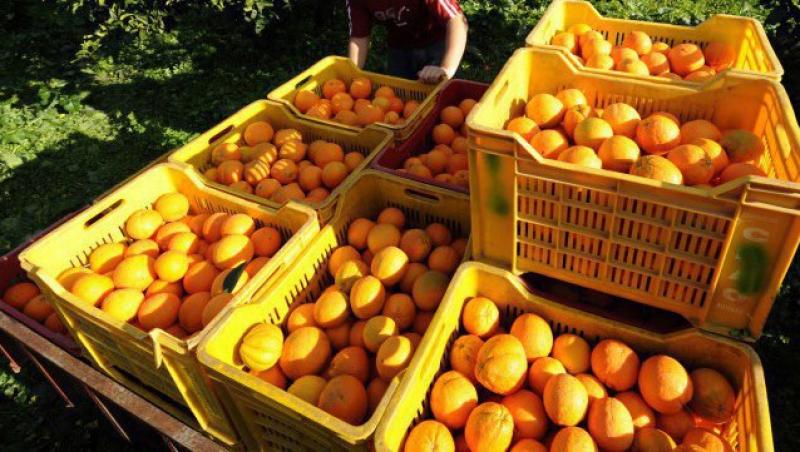 Portocalele si grapefruit-ul reduc riscul de accidente vasculare