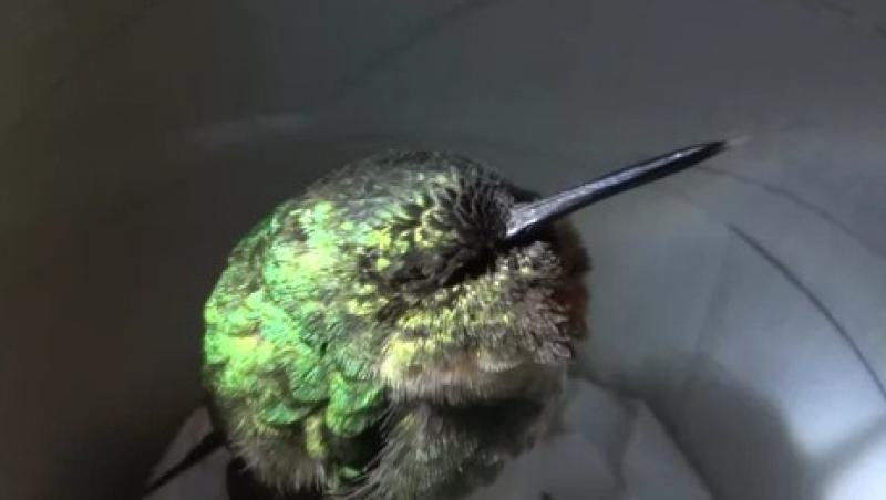 VIDEO! Vezi cum sforaie o pasare colibri!