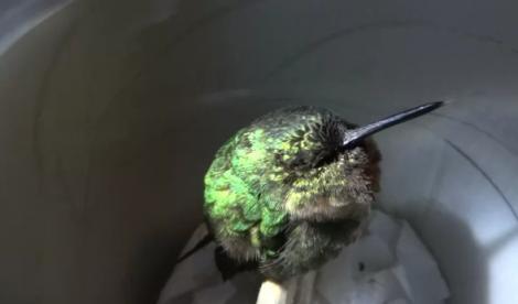 VIDEO! Vezi cum sforaie o pasare colibri!