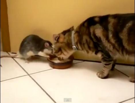 VIDEO! O pisica si un soarece beau lapte impreuna