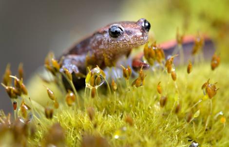 Salamandra cu spatele rosu si-a facut aparitia in SUA