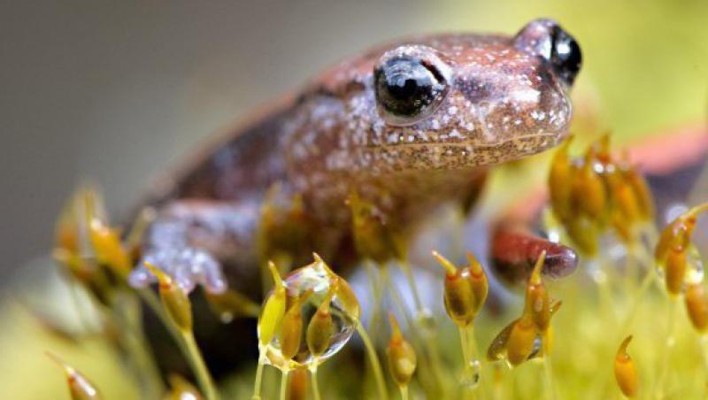 Salamandra cu spatele rosu si-a facut aparitia in SUA