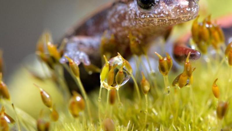 Salamandra cu spatele rosu si-a facut aparitia in SUA