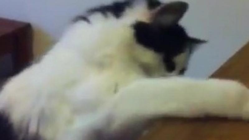 VIDEO! O pisica joaca alba-neagra si castiga