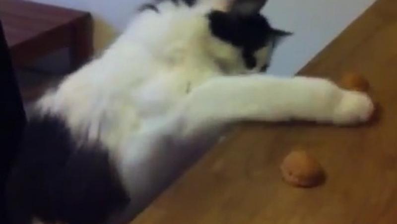 VIDEO! O pisica joaca alba-neagra si castiga