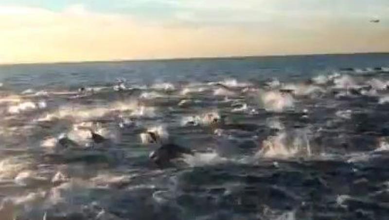 VIDEO! Vezi cum arata o cursa cu sute de delfini!