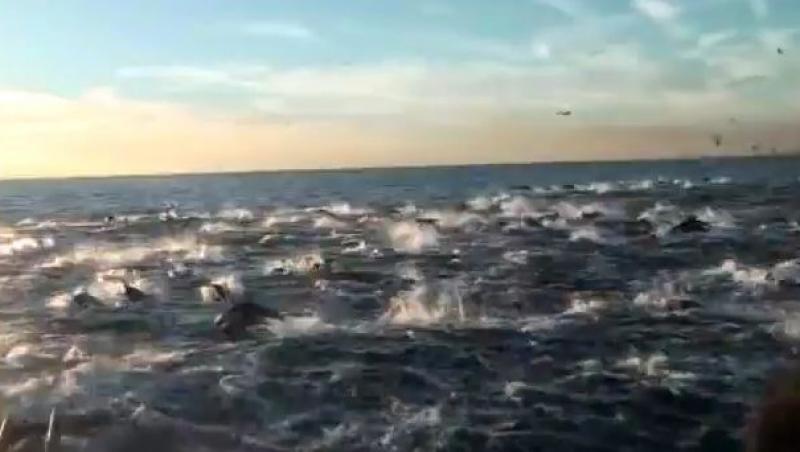 VIDEO! Vezi cum arata o cursa cu sute de delfini!
