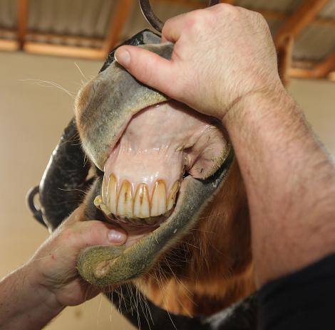 Urasti stomatologii? Vezi cum se curata dintii cailor!