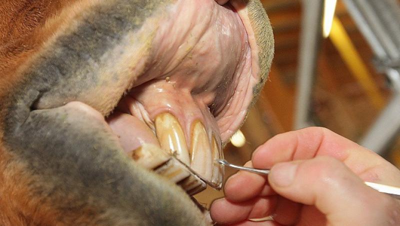Urasti stomatologii? Vezi cum se curata dintii cailor!