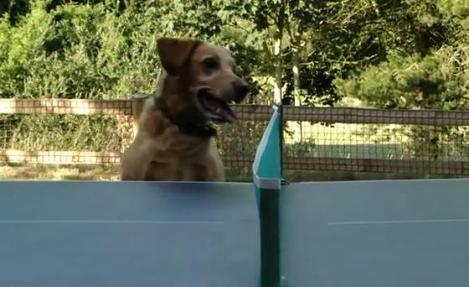 VIDEO! Vezi cainele pasionat de ping-pong!