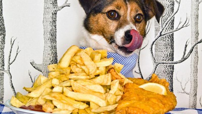 Marea Britanie: Animalele de casa sunt hranite cu chipsuri in fiecare saptamana