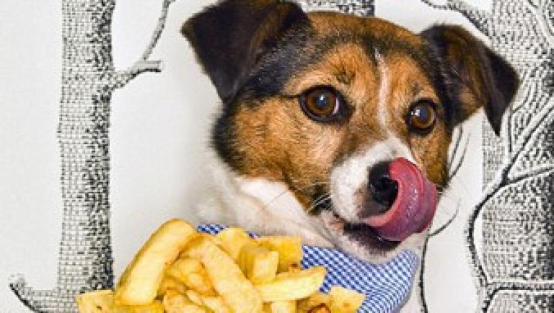 Marea Britanie: Animalele de casa sunt hranite cu chipsuri in fiecare saptamana