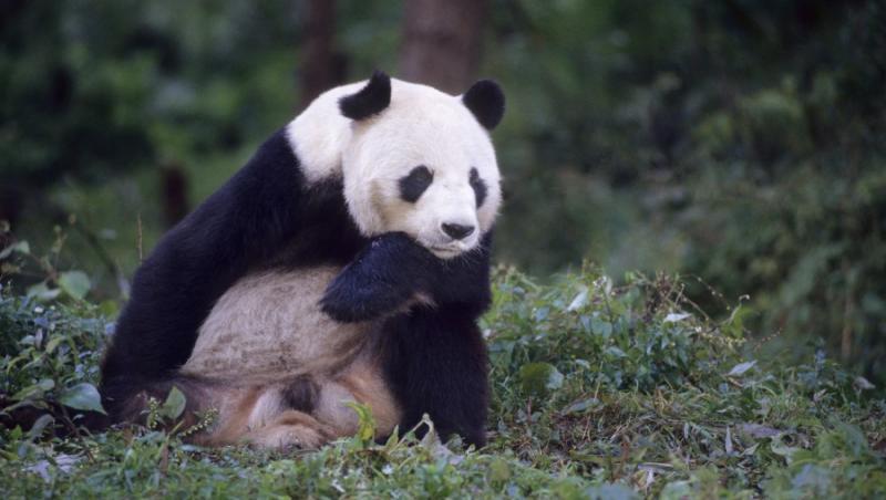 Ursii panda gigant au crescut cu 200% numarul vizitatorilor de la gradina zoologica din Edinburgh!