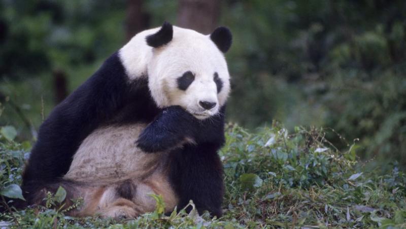 Ursii panda gigant au crescut cu 200% numarul vizitatorilor de la gradina zoologica din Edinburgh!