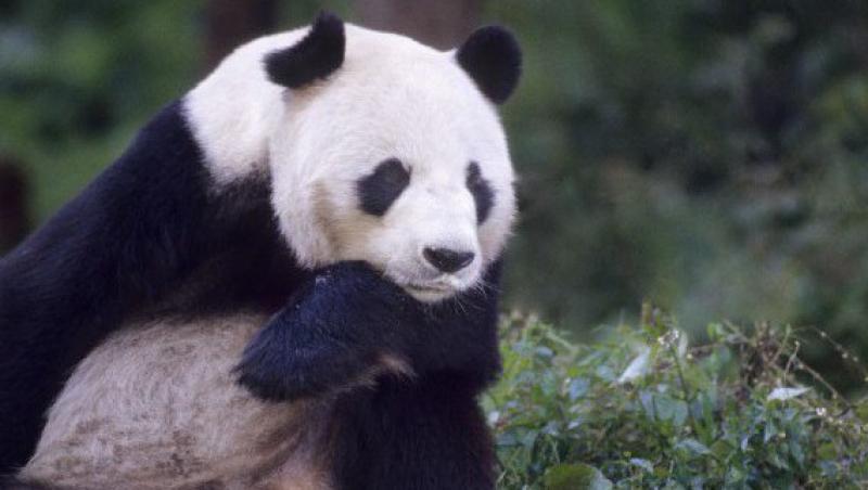 Ursii panda gigant au crescut cu 200% numarul vizitatorilor de la gradina zoologica din Edinburgh!