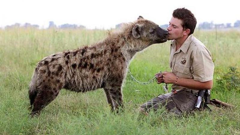 FOTO! Prietenie inedita intre un om si o hiena