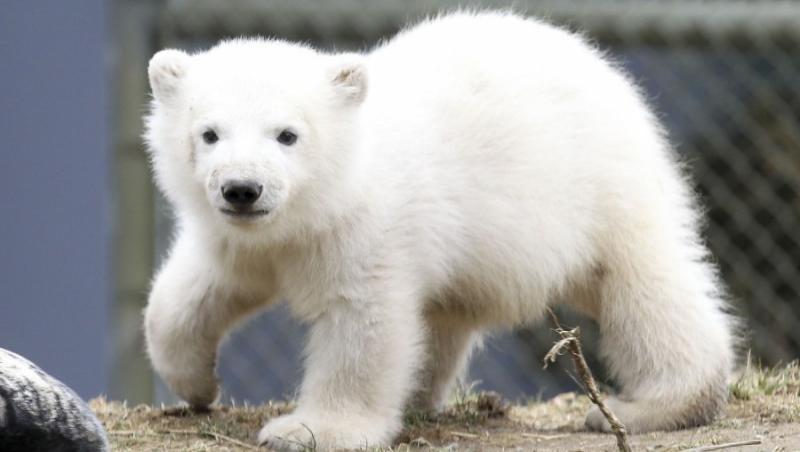 FOTO! Canada: Ursuletul polar orfan a facut cunostinta cu publicul