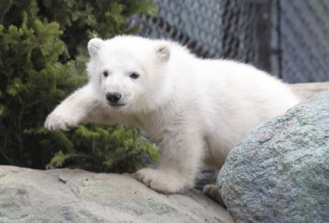FOTO! Canada: Ursuletul polar orfan a facut cunostinta cu publicul
