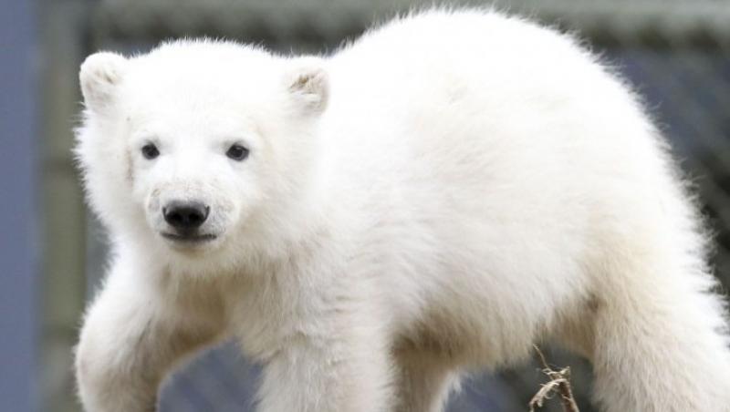 FOTO! Canada: Ursuletul polar orfan a facut cunostinta cu publicul