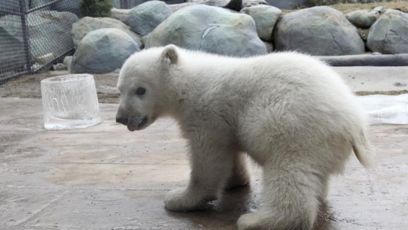 FOTO! Canada: Ursuletul polar orfan a facut cunostinta cu publicul